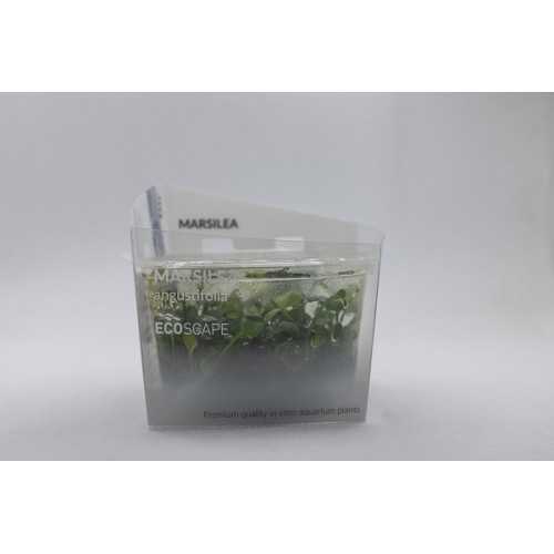 Marsilea Angustifolia in Cup - Aquaflora