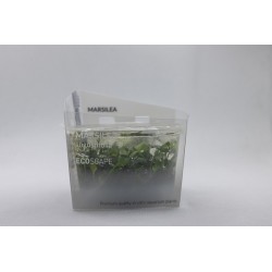 Marsilea Angustifolia in Cup - Aquaflora
