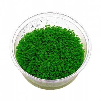 Micranthemum sp. Monte Carlo in cup - Aquaflora