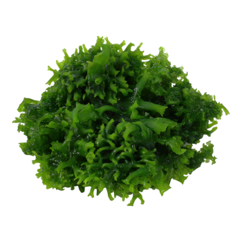 Monosolenium tenerum in cup - Aquaflora