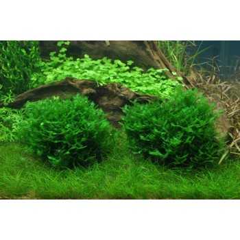 Monosolenium tenerum in cup - Aquaflora 2
