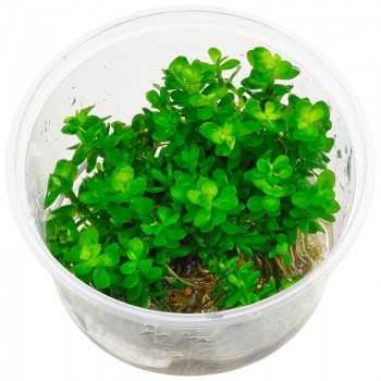 Rotala indique le bonsaï ammania en coupe - Aquaflora