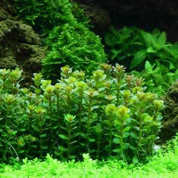 Rotala indica Ammania Bonsai in cup - Aquaflora 2