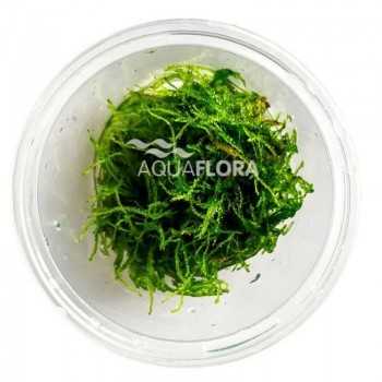 Taxiphyllum Barbiers dans la coupe - Aquaflora