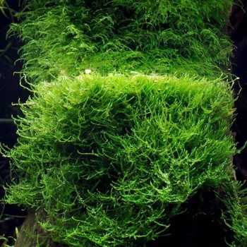 Taxiphyllum barbieri in cup - Aquaflora 2