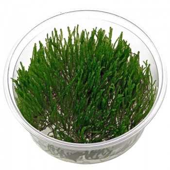 Taxiphyllum sp. Spiky en coupe - Aquaflora