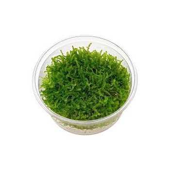 Vesicular Mountaini Christmas Moss in Cup - Aquaflora