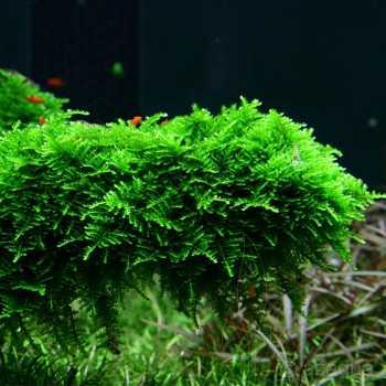 Vesicular Mountaini Christmas Moss in Cup - Aquaflora 2