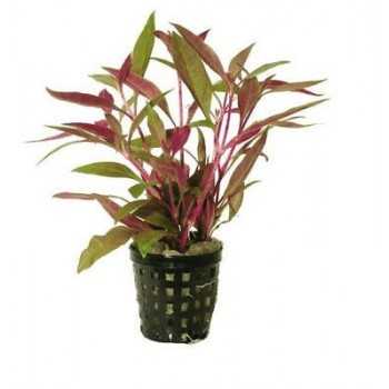 Alternanthera reinechii dans Jar - Aquaflora