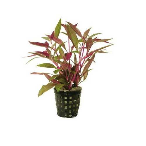 Alternanthera reineckii in vasetto - Aquaflora