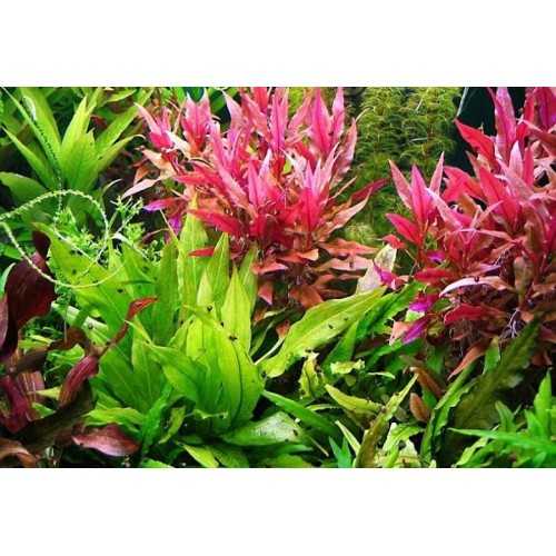 Alternanthera reineckii in vasetto - Aquaflora