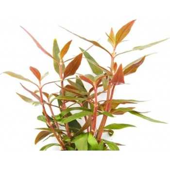 Alternanthera reinecii 'mini' dans JAR - Aquaflora 2