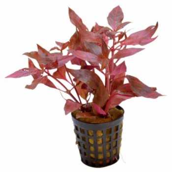 Alternanthera reinecii 'rose' dans le pot - Aquaflora