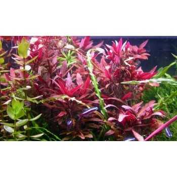 Alternanthera reinecii 'rose' dans le pot - Aquaflora 2