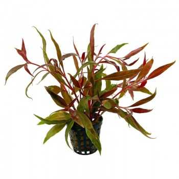 Alternanthera Reineckii 'Rosaefolia' in jar - Aquaflora