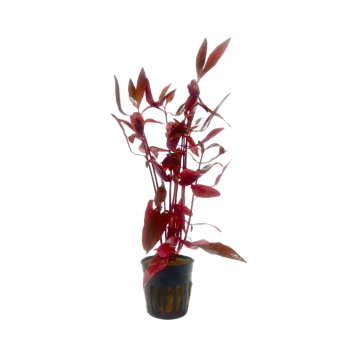 Alternanthera sessilis à Jar - Aquaflora