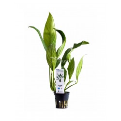 Anubias Afzelii dans Jar - Aquaflora