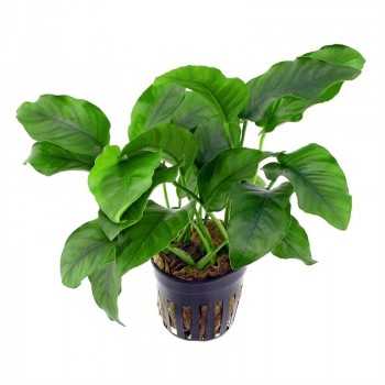 Anubias barteri var. barteri in vasetto - Aquaflora