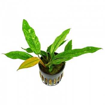 Anubias Bétones var. Glabra 'Variégated Mini' dans Jar -...