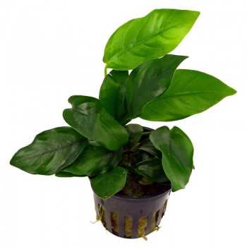 Anubias Bétones var. Nana dans le pot - Aquaflora
