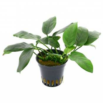 Anubias Bétones var. Nana 'Bolang' dans Jar - Aquaflora