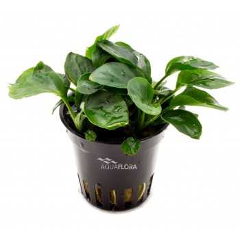 Anubias Barters Var. NANA 'Coin' in jar - Aquaflora