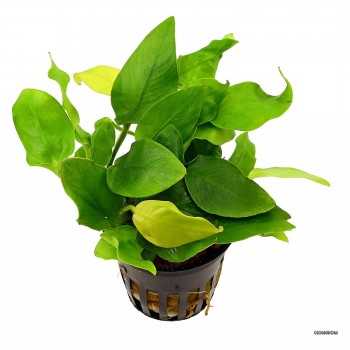 Anubias Bétones var. Nana 'Golden' à Jaset - Aquaflora