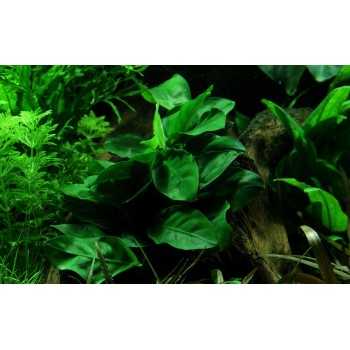 Anubias Bétones var. Nana 'Mini' dans Jar - Aquaflora 2