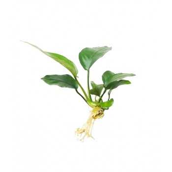 Anubias Barters Var. NANA 'MINI' in jar - Aquaflora
