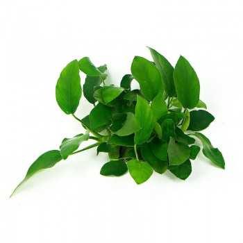 Anubias Bétones var. Nana 'mini mini' dans Jar - Aquaflora 2