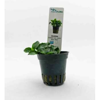 Anubias barteri var. nana 'Mini Mini' in vasetto - Aquaflora
