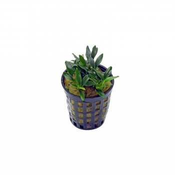 Anubias barteri var. nana 'Pangolino' in vasetto - Aquaflora
