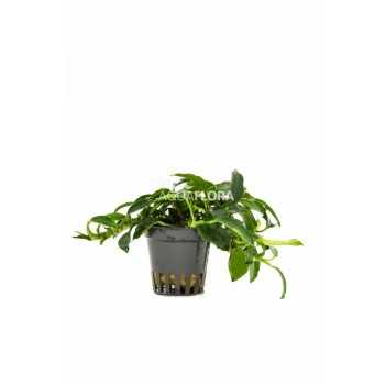 Anubias barteri var. nana 'Paxing' in vasetto - Aquaflora
