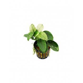 Anubias Barters Var. NANA 'Pinto' in jar - Aquaflora 2