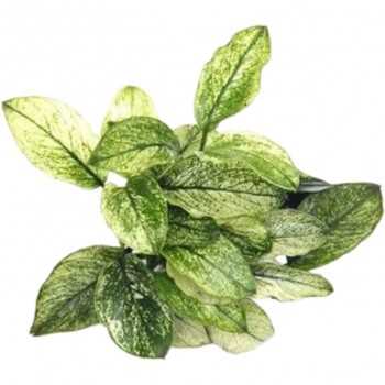 Anubias Barters Var. NANA 'Pinto' in jar - Aquaflora