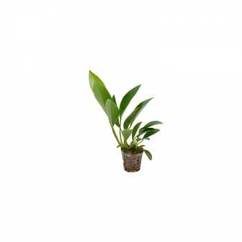 Anubias Congensis dans le pot - Aquaflora