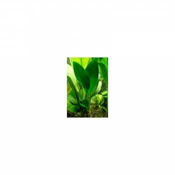 Anubias Congensis dans le pot - Aquaflora 2