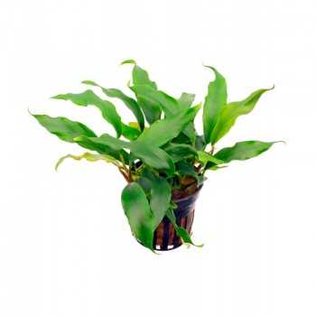 Anubias minima in vasetto - Aquaflora