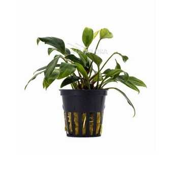 Anubias Sagittae in jar - Aquaflora