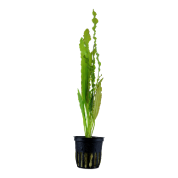 APONOGETON CRISPUS DANS JAR - Aquaflora