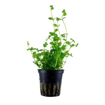 Bacopa australis in vasetto - Tropica
