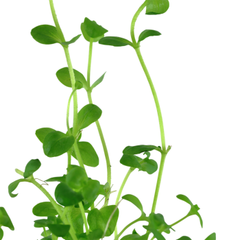 Bacopa Australis dans Jar - Tropica 2