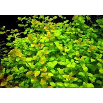 Bacopa Australis dans Jar - Aquaflora 2