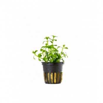 Bacopa crenata (monnieri) in vasetto - Aquaflora