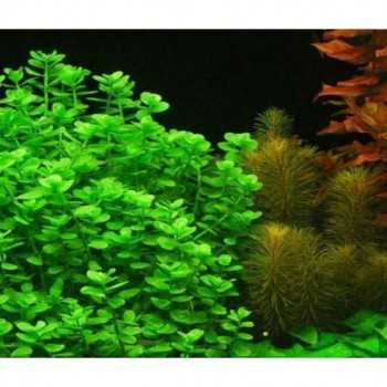 CRENATA BACOPA (Monnieri) in jar - Aquaflora 2