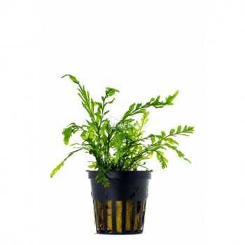 Bolbittis Heudeelotii dans Jar - Aquaflora
