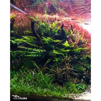 Bolbittis Heudeelotii dans Jar - Aquaflora 2
