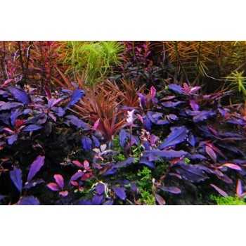 Bucephalandra 'Deep Purple' in jar - Aquaflora 2