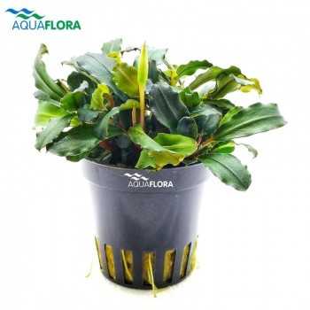 Bucephalandra 'Lamandau Mini Red' in vasetto - Aquaflora