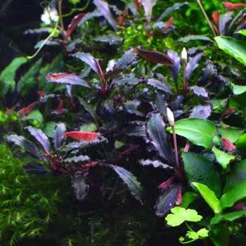 Bucephalandra 'Lamandau Mini Rouge' dans le pot - Aquaflora 2